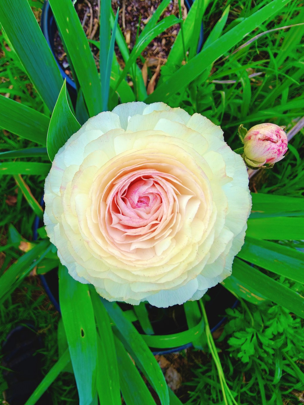 ranunculus